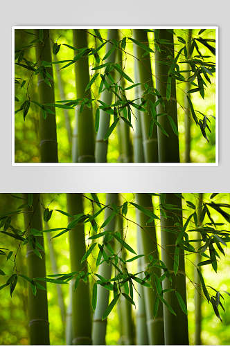 绿色竹林风景图片