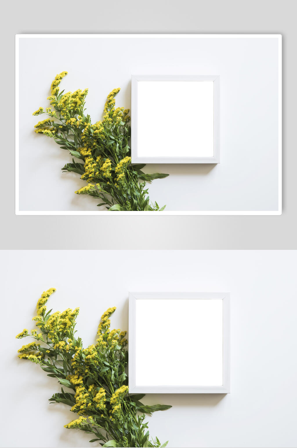 油菜花花朵花语展示高清图片素材