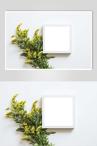 油菜花花朵花语展示高清图片