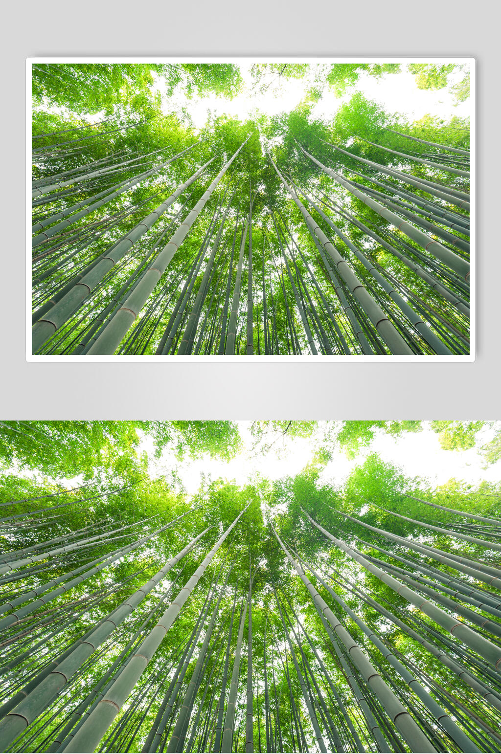 绿色竹林风景图片素材