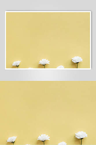 白色花朵花语展示高清图片
