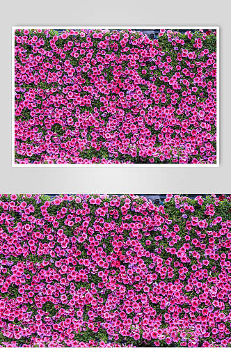 紫色花朵花语展示高清图片