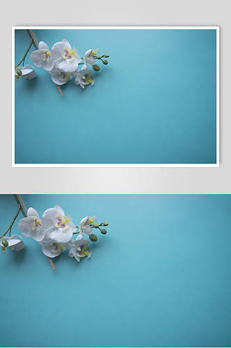 白色花朵花语展示高清图片