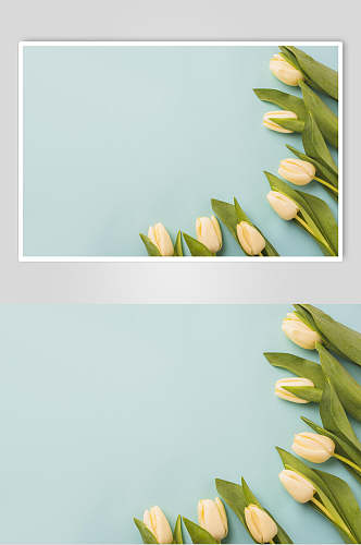 康乃馨花朵花语展示高清图片