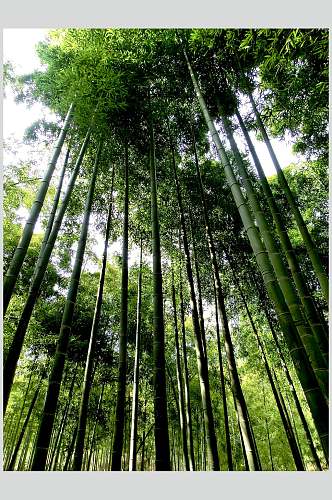 绿色竹林风景图片