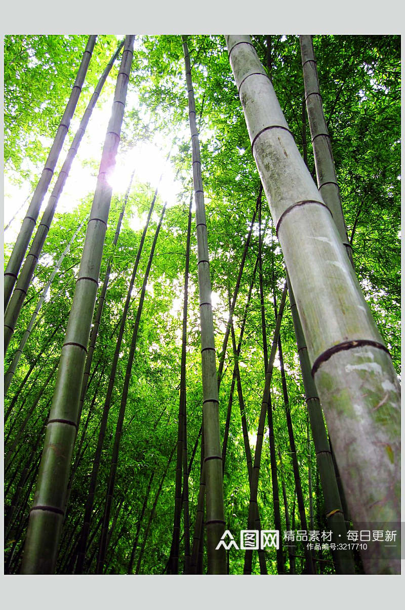 绿色竹林风景图片素材