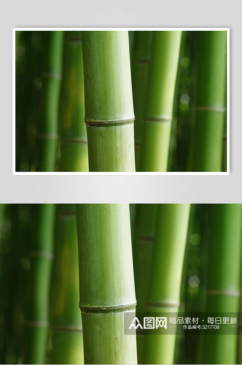 绿色竹林风景图片素材