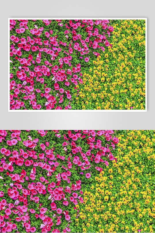 红黄花朵花语展示高清图片