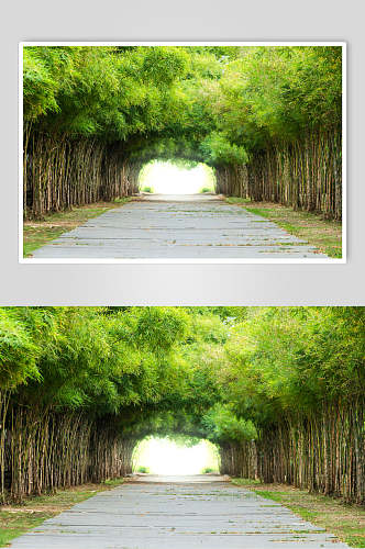 绿色竹林风景图片