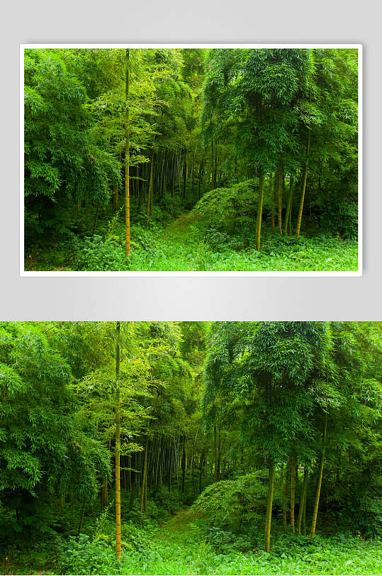 绿色竹林风景图片
