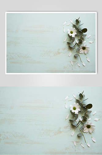 茉莉花朵花语展示高清图片