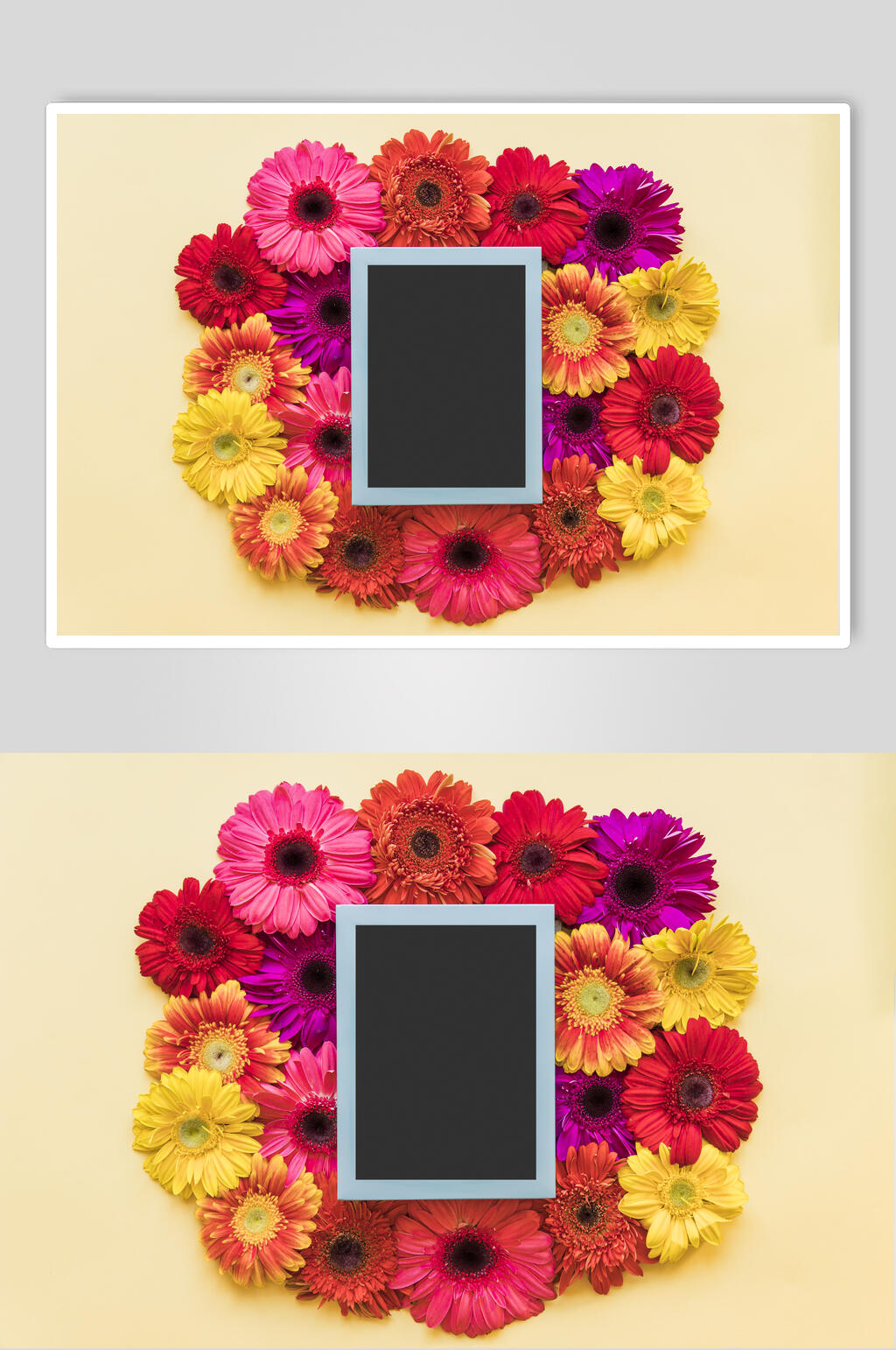 红色花朵花语展示高清图片素材