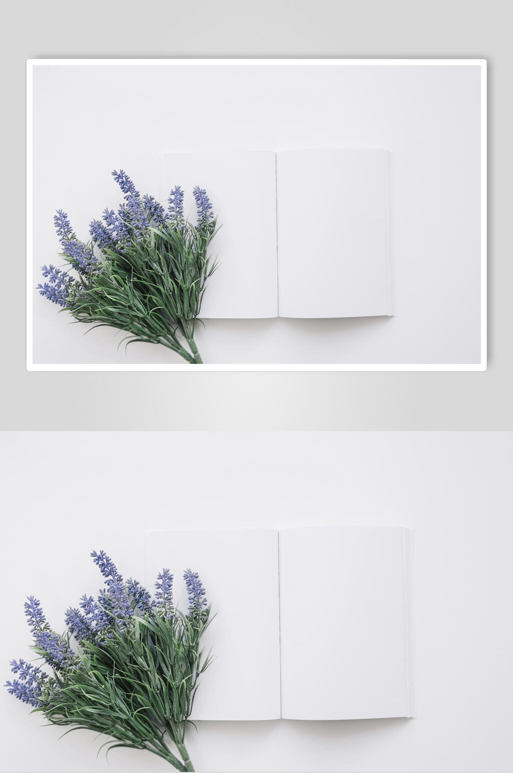 薰衣草花朵花语展示高清图片素材