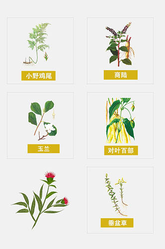 中医药材草本植物免抠素材