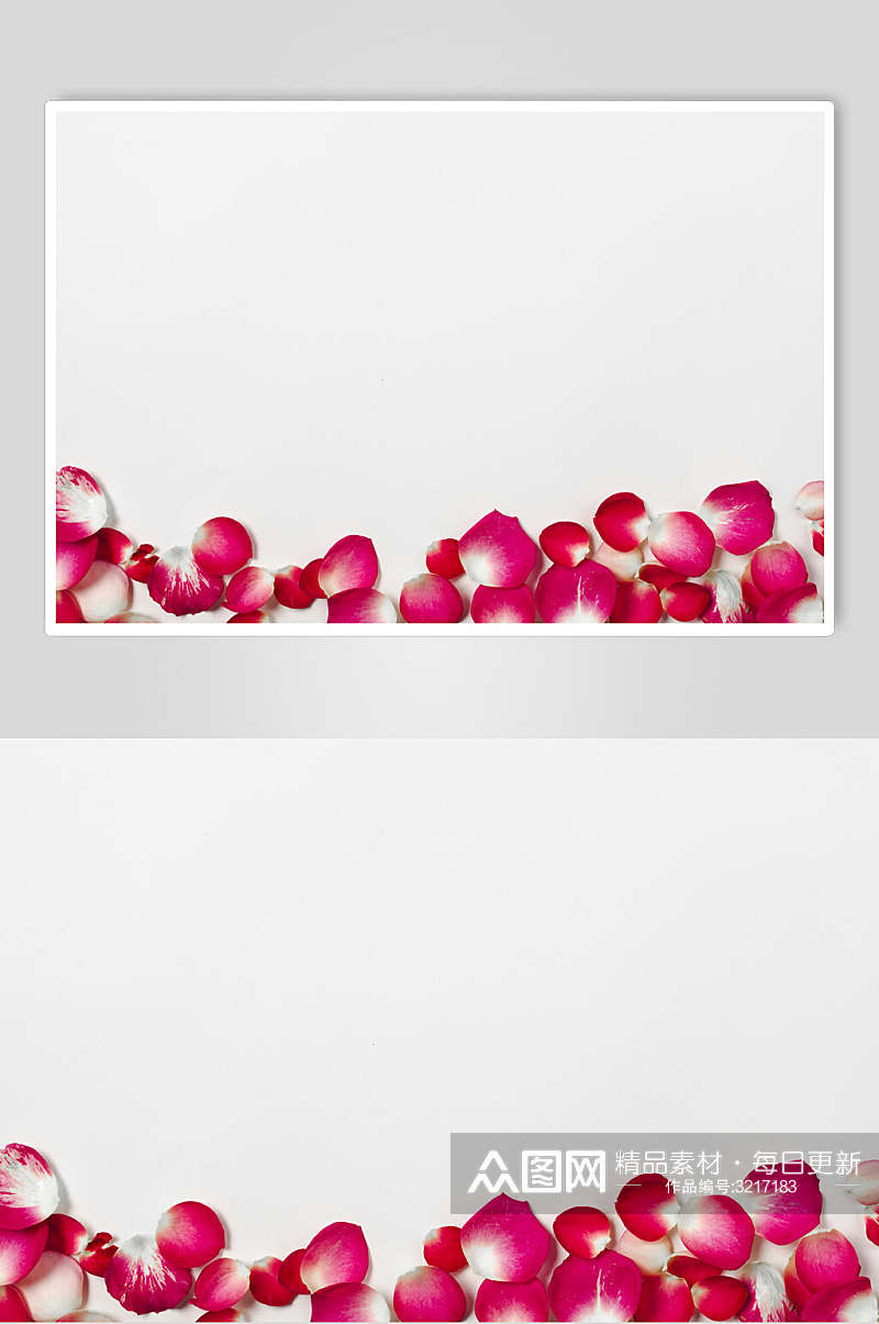 红色花朵花语展示高清图片素材
