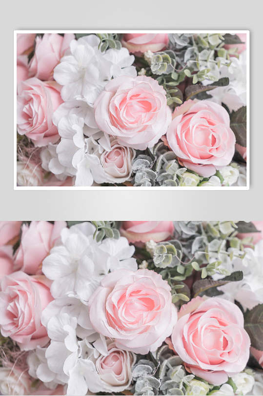 粉色玫瑰花花朵花语展示高清图片