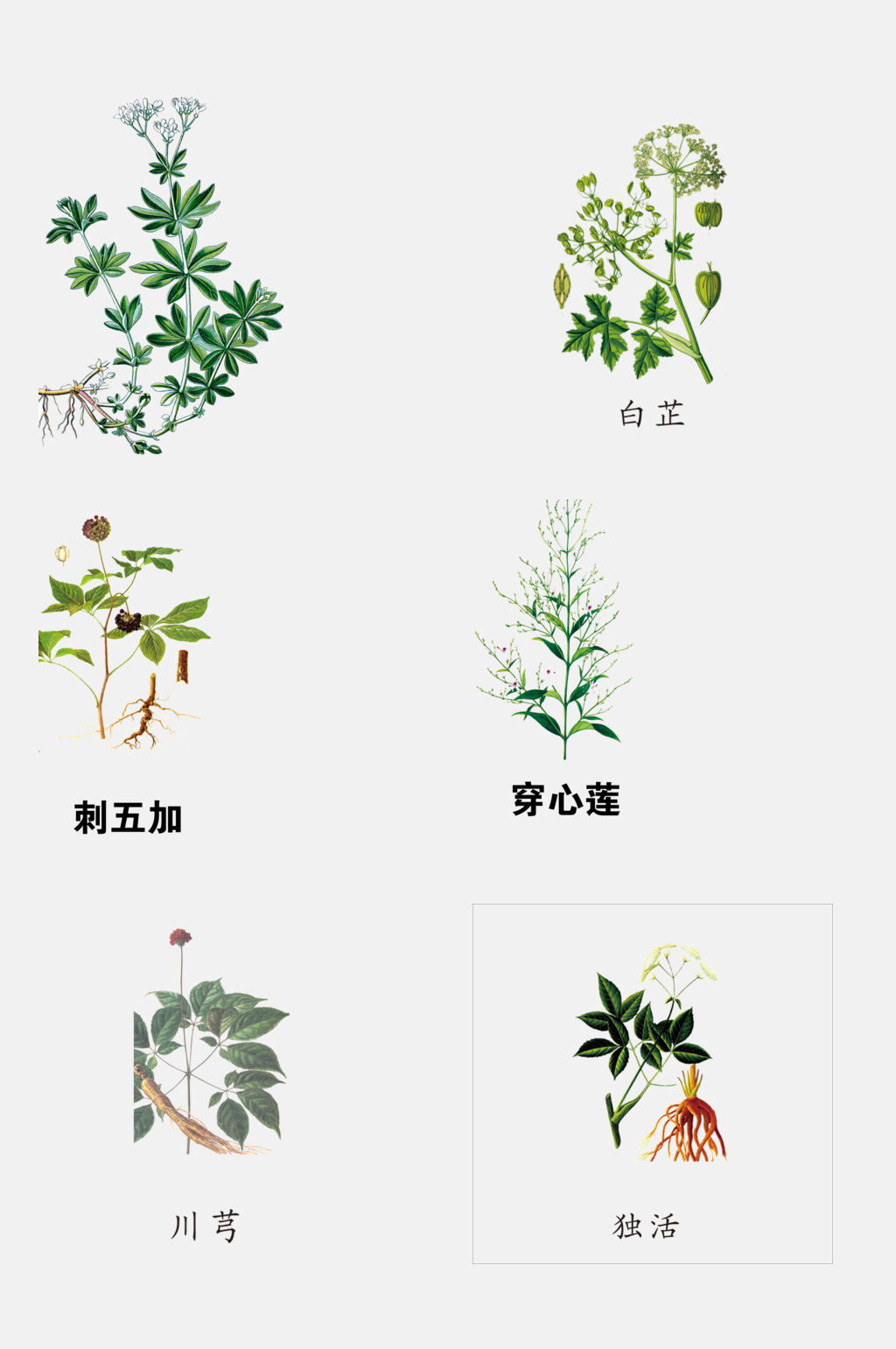 清新简洁绿色草本植物免抠素材素材