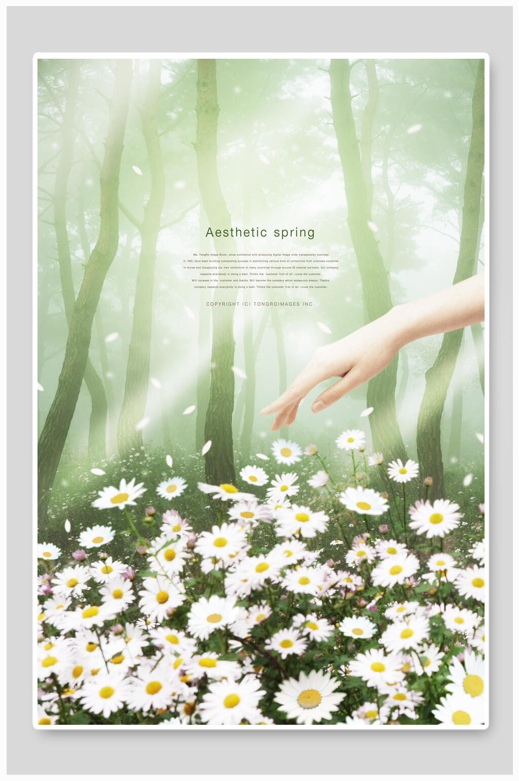 小菊花大自然绿色唯美春天海报素材