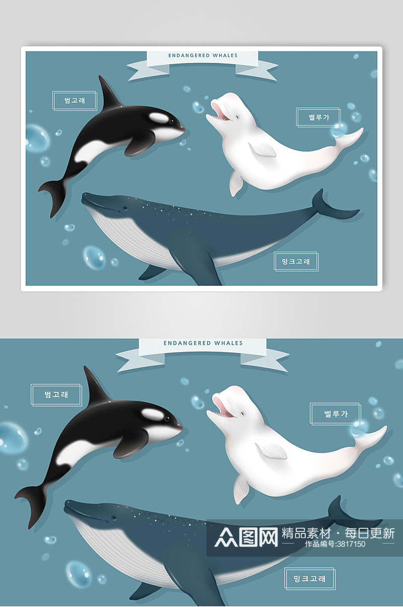 海豚动物插画素材素材