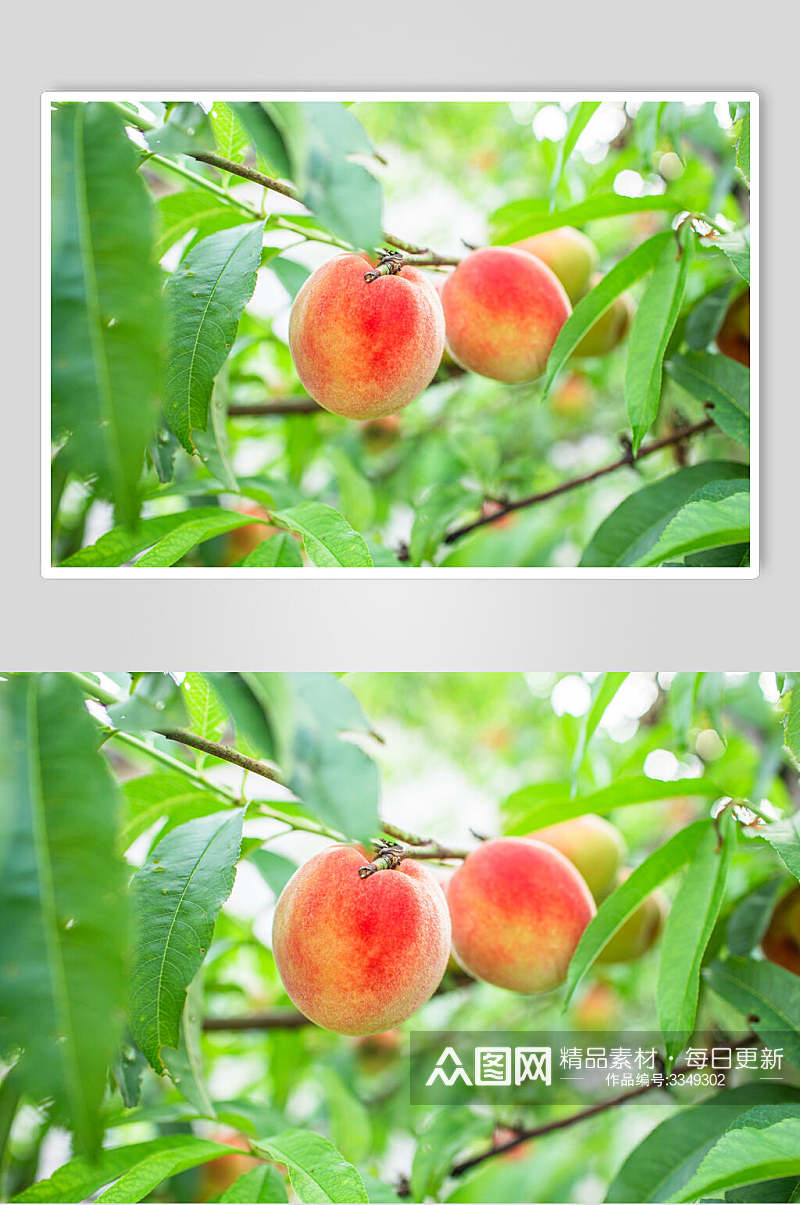 桃子新鲜水果高清图片素材