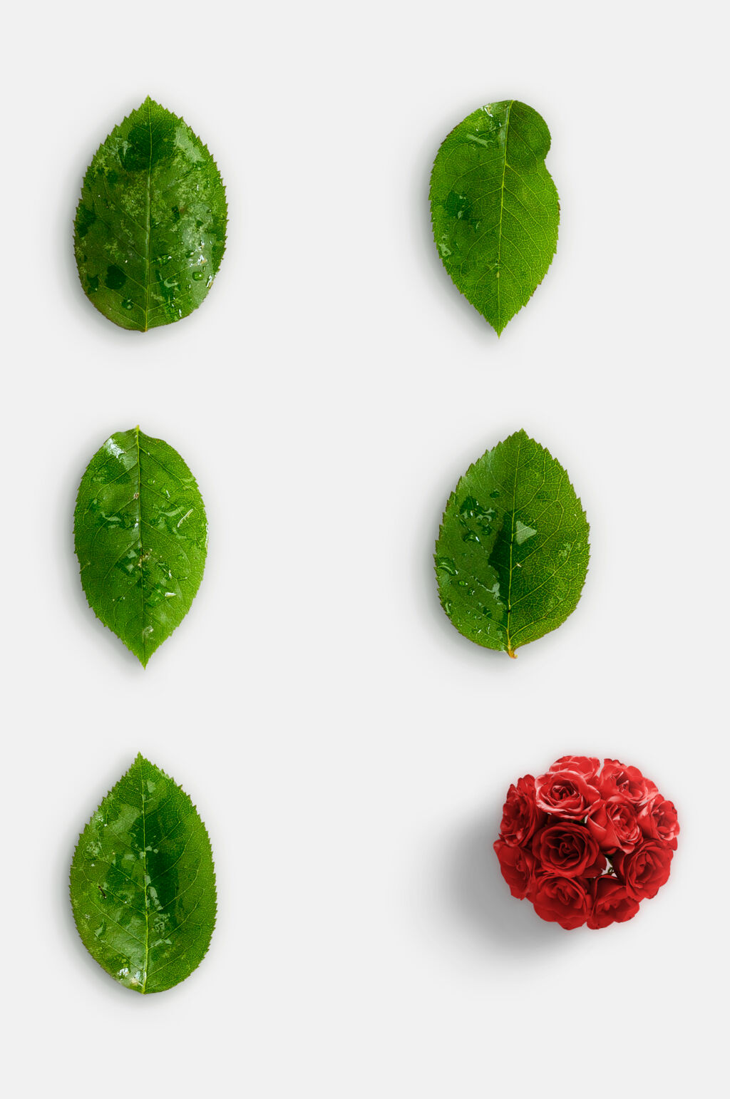 清新简约叶子玫瑰花枝叶植物免抠素材素材