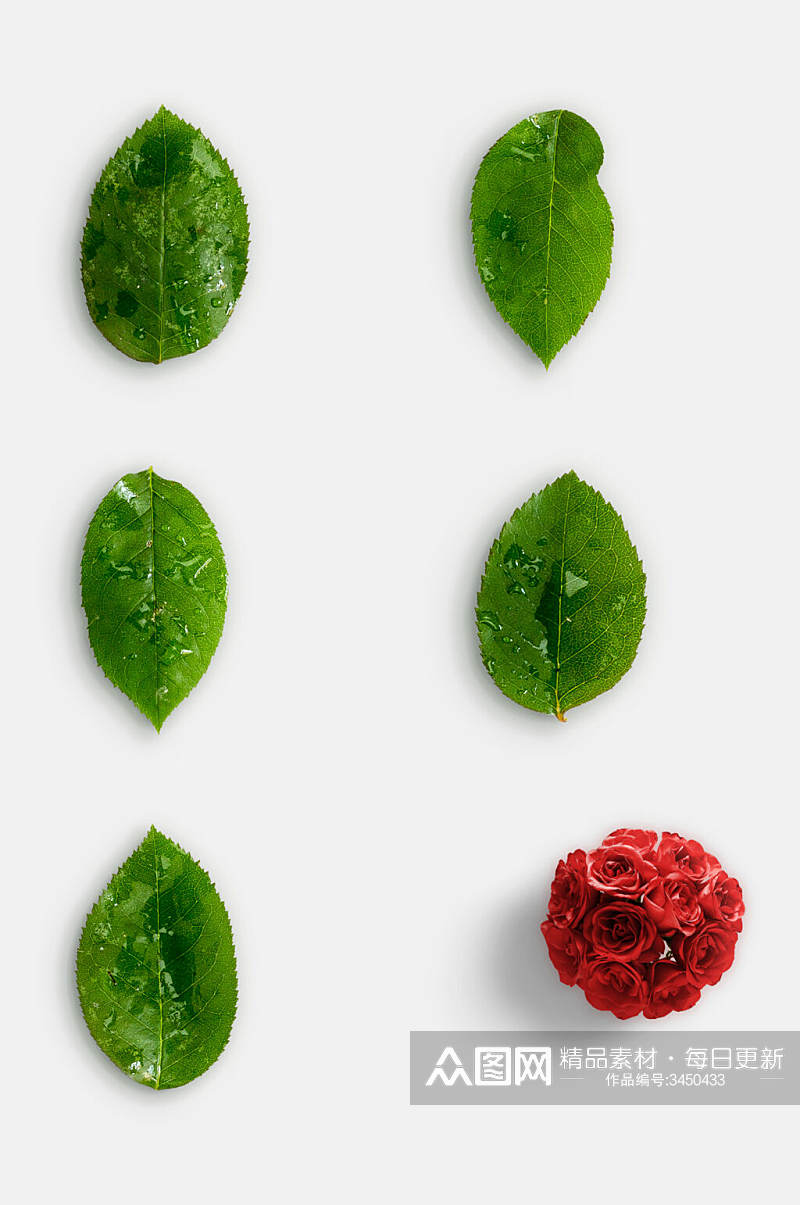 清新简约叶子玫瑰花枝叶植物免抠素材素材