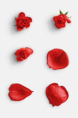 时尚红色花瓣玫瑰花枝叶植物免抠素材