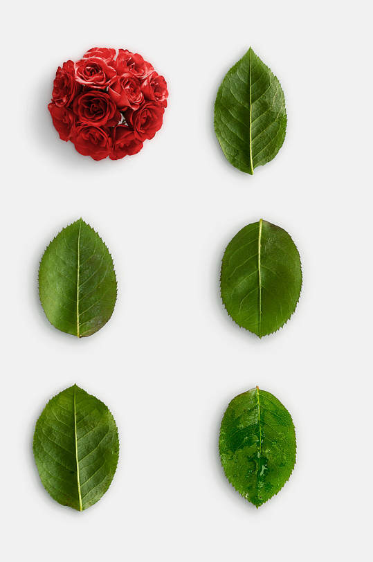 鲜花叶子玫瑰花枝叶植物免抠素材
