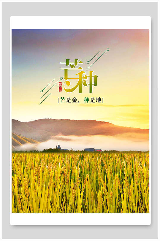 芒种金色稻谷海报