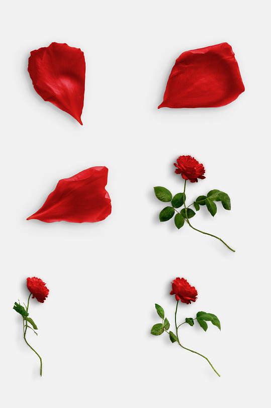 时尚玫瑰花枝叶植物免抠素材