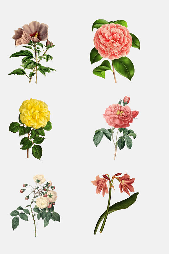 复古时尚花卉鲜花植物免抠素材