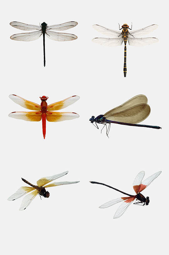 漂亮蜻蜓免抠设计素材