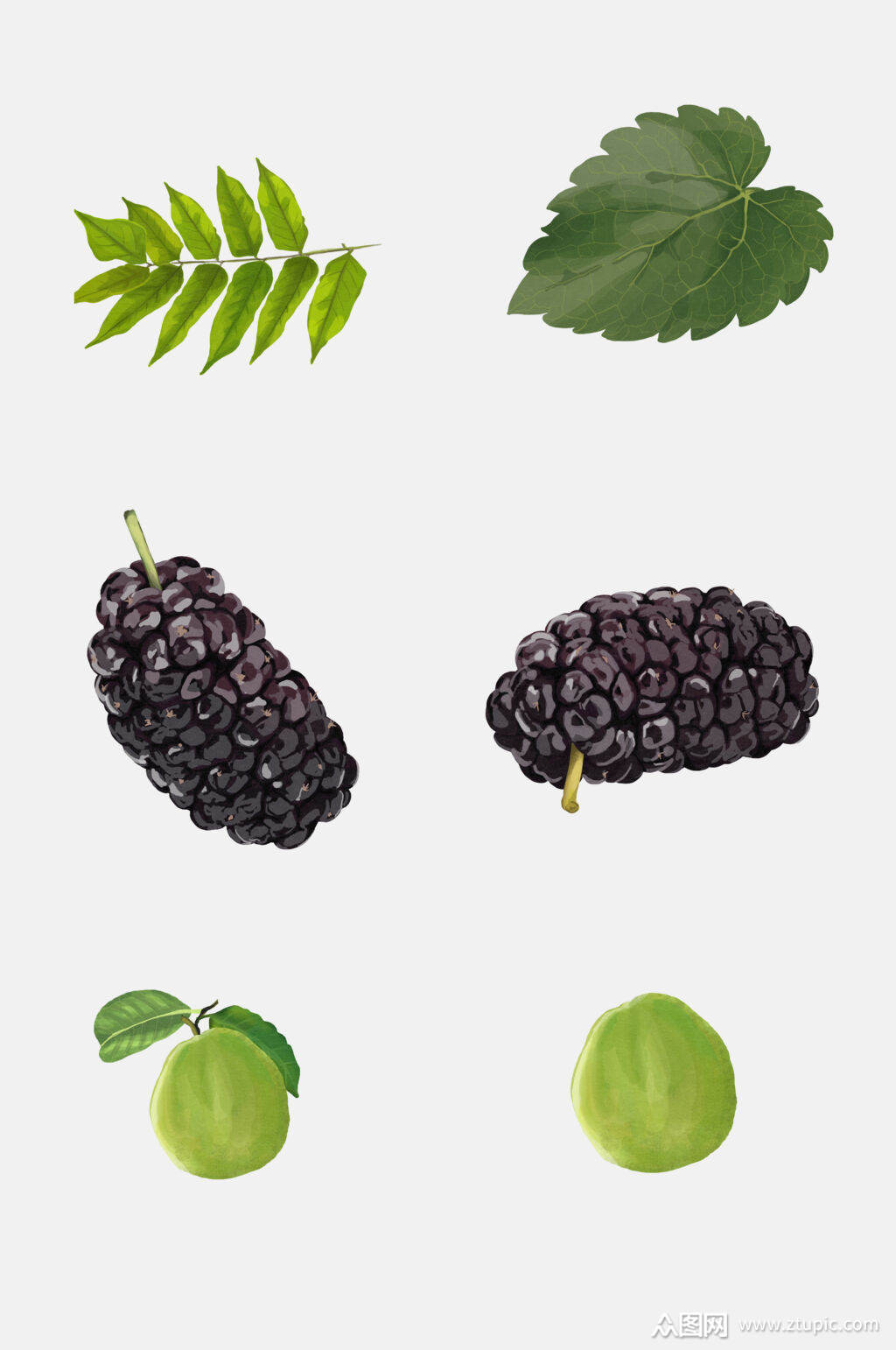 水彩新鲜桑葚水果植物花卉免抠素材素材