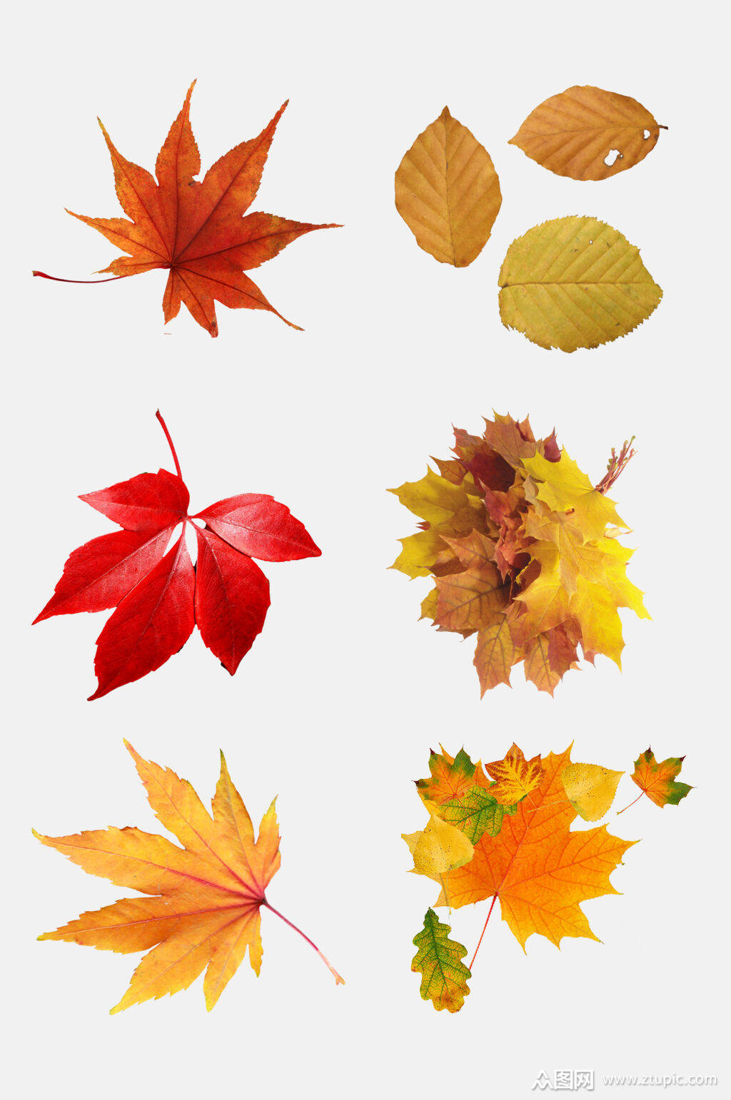 秋天落叶枫叶免抠素材素材