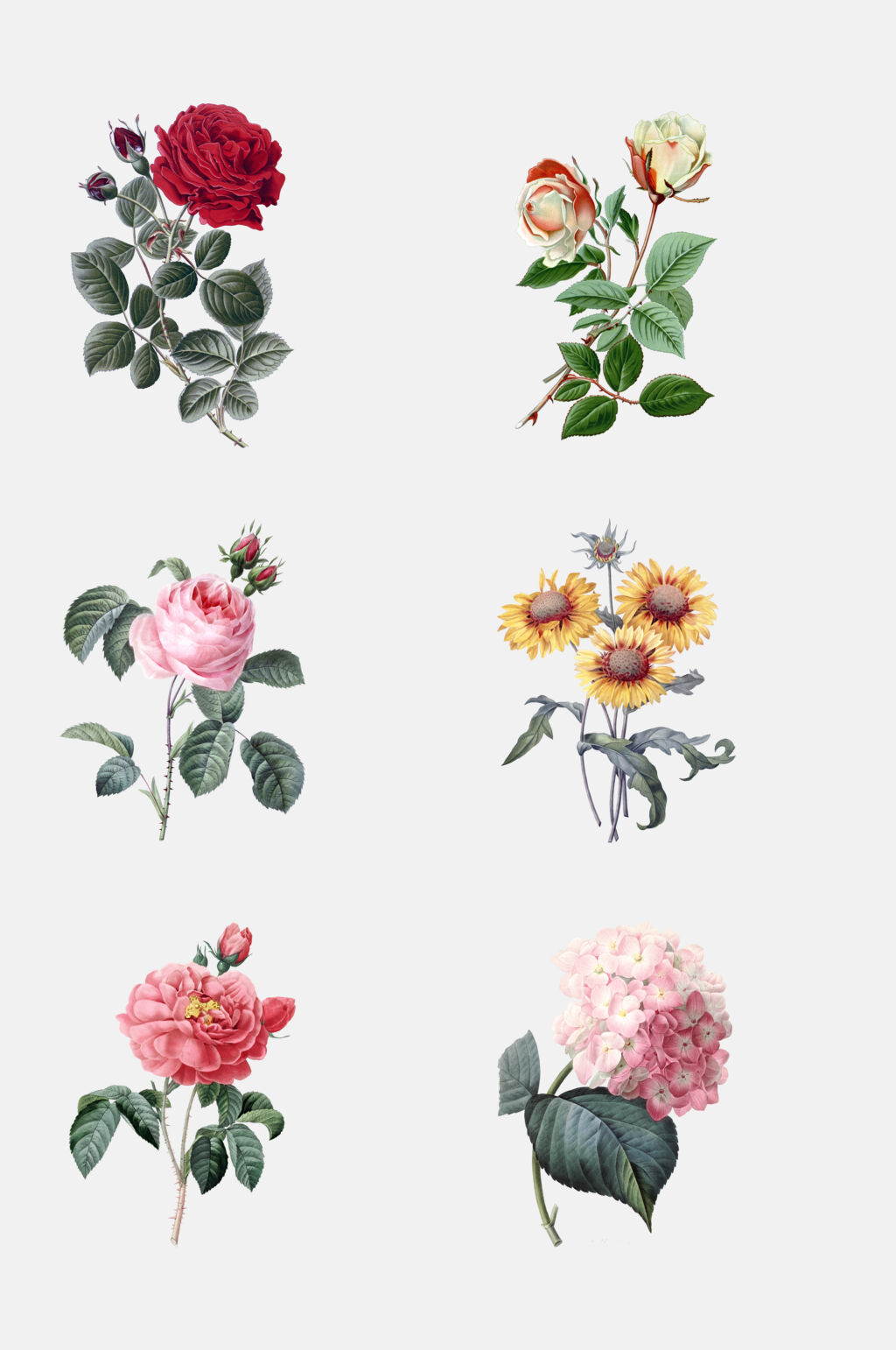 水彩植物花卉免抠设计取材素材