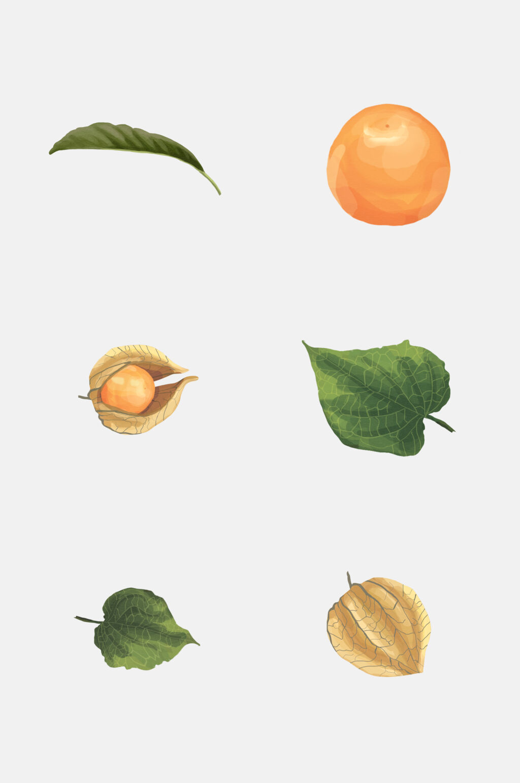 简洁大气水彩水果植物花卉免抠素材素材