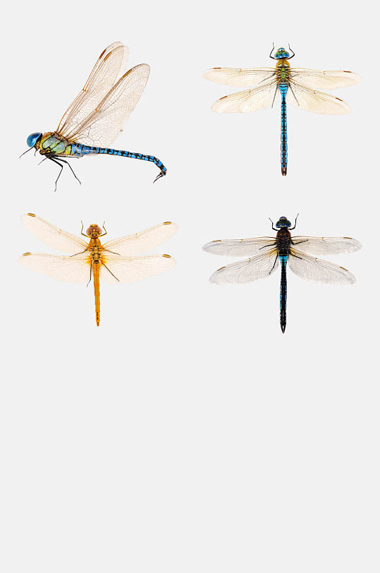漂亮蜻蜓免抠素材
