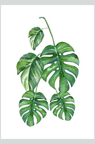 绿叶度假手绘植物插画图片