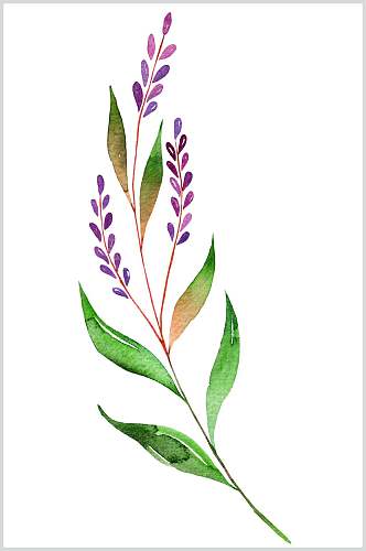 红花绿叶手绘植物插画图片
