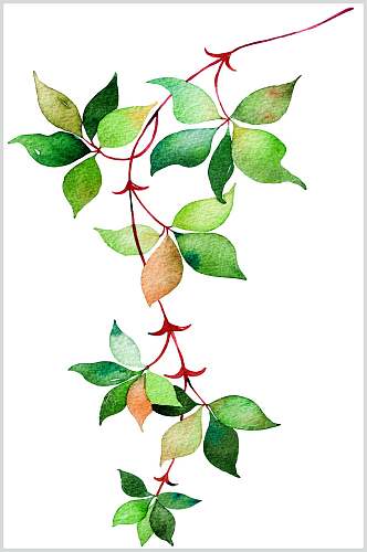 绿叶优美手绘植物插画图片