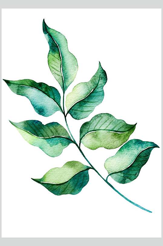 手绘植物枝叶插画图片