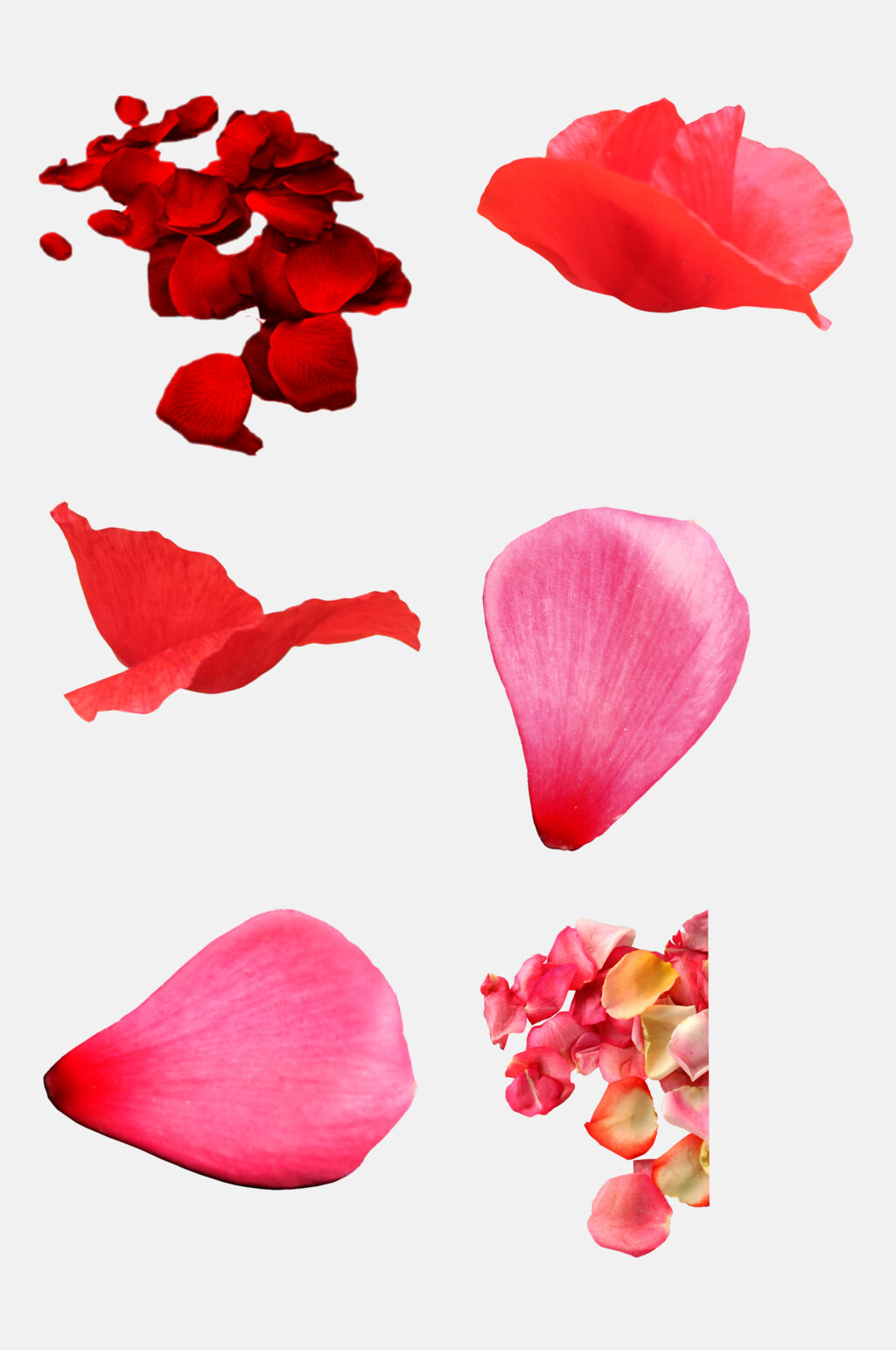 清新花卉飘花花瓣免抠素材素材