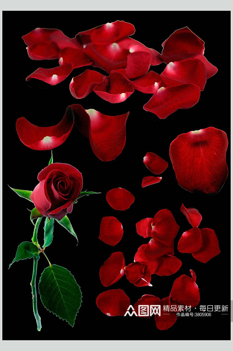 玫瑰红飘花花瓣素材素材