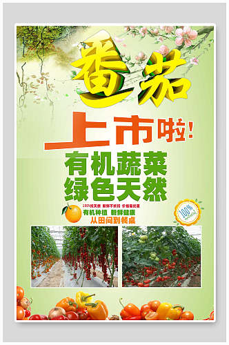 有机蔬菜番茄海报