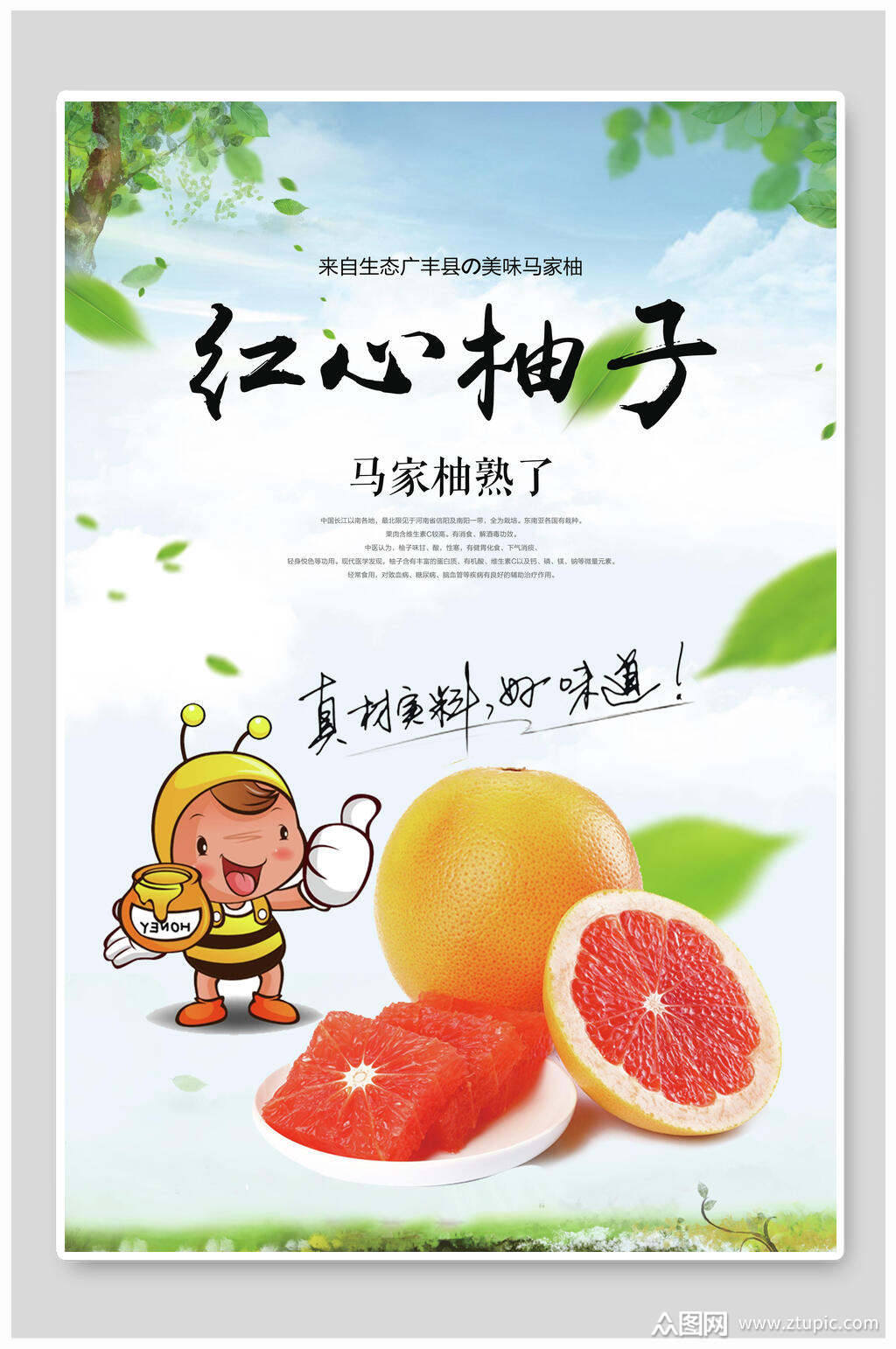 红心沙田柚海报素材