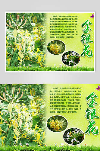 绿色金银花中药食材促销海报