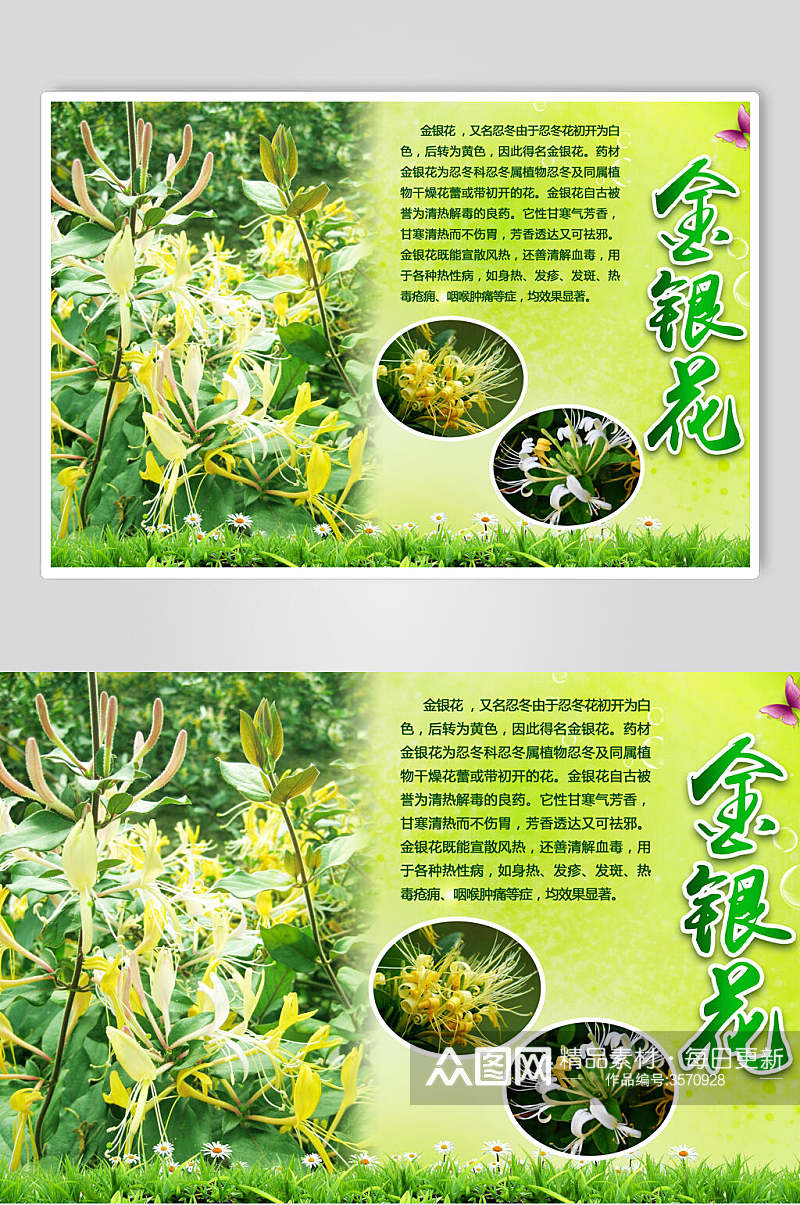 绿色金银花中药食材促销海报素材