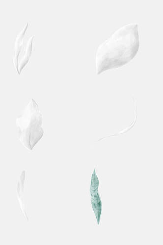 白色水彩棉花卉免抠素材