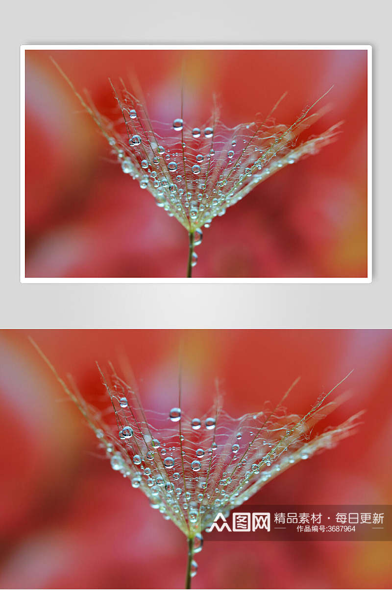 露珠蒲公英植物图片叁素材