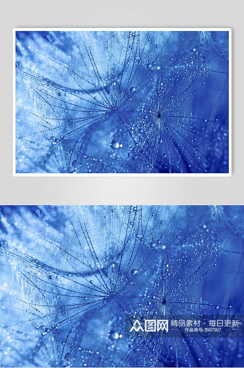 蓝色蒲公英植物图片叁素材